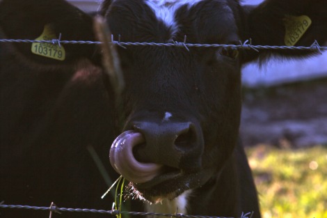 cow picking nose